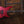 ESP E-II MI Deep Candy Apple Red Satin