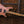 Mayones Regius 6 Master Grade Spalted Maple