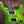PRS Custom 24-08 Eriza Verde